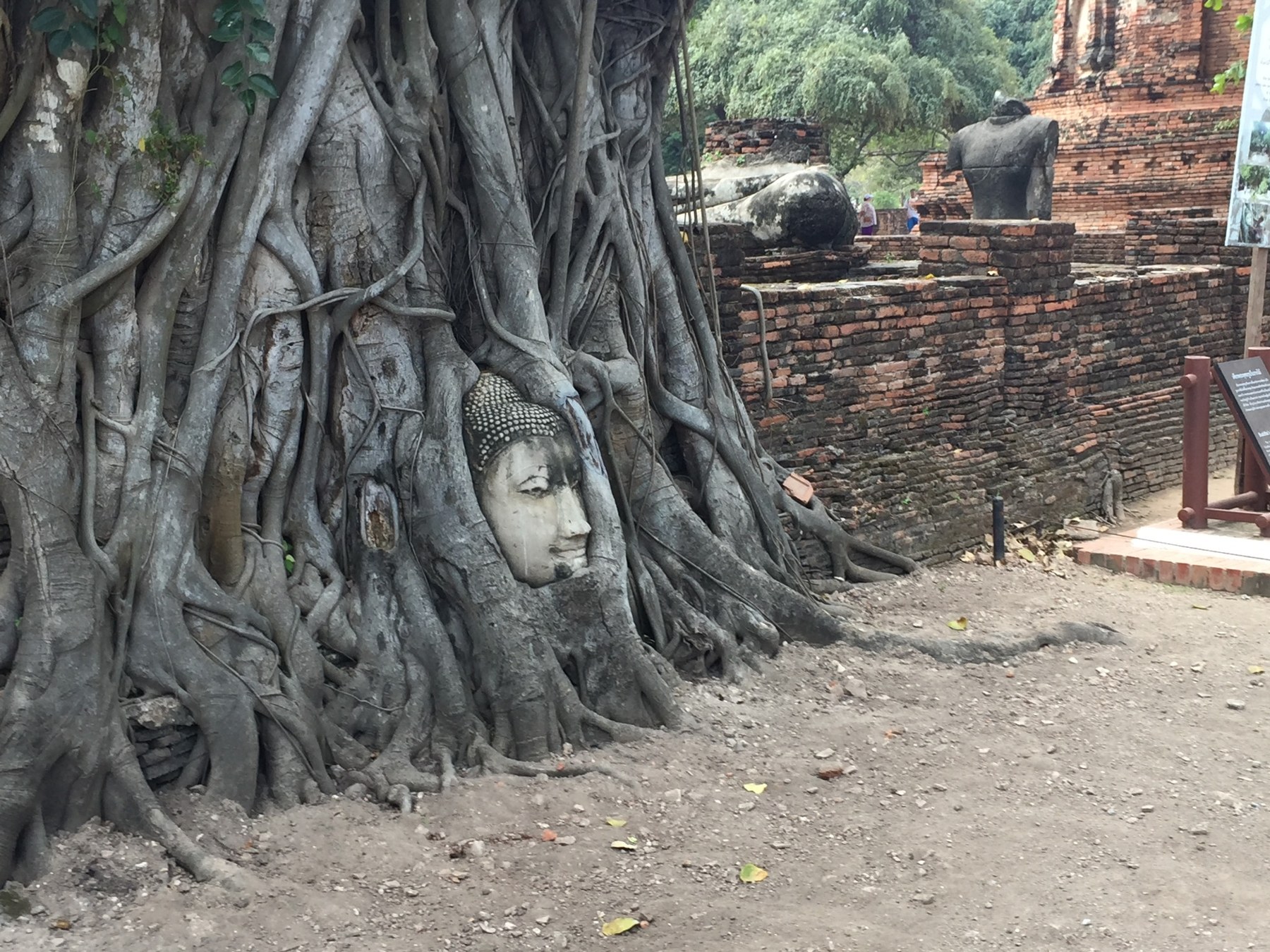 Wat Mahathat, Ayutthaya — Buddha head entwined in tree roots